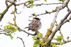 Emberiza schoeniclus