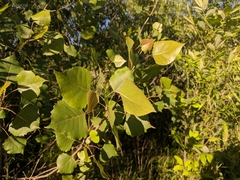 Populus deltoides deltoides
