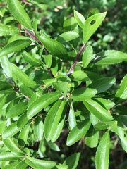 Prunus spinosa