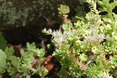 Sedum nevii