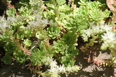 Sedum nevii