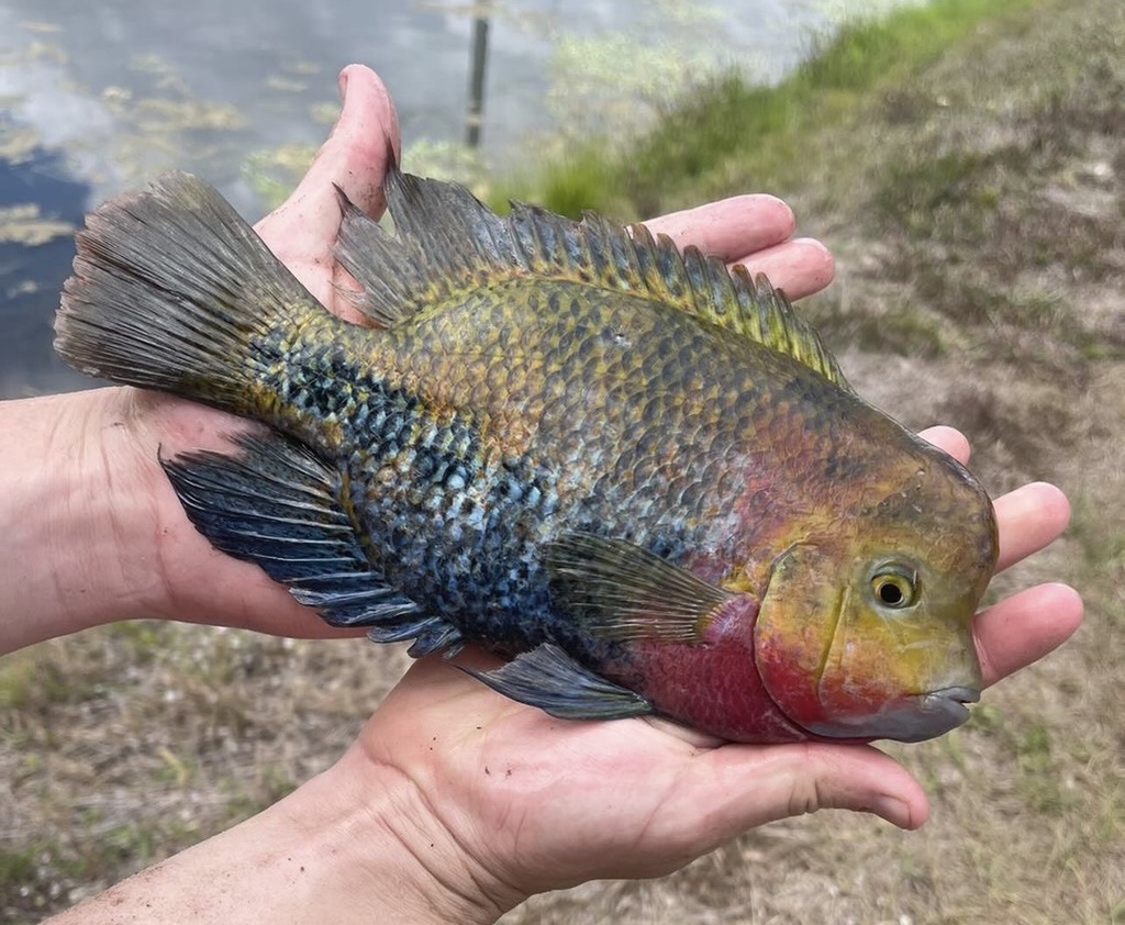 Cichlidé à tête rouge (Vieja synspila)