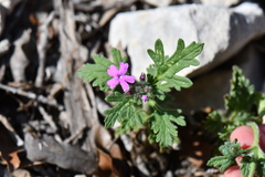 Glandularia tumidula