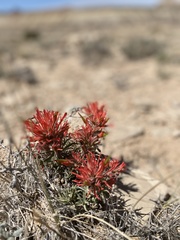 Castilleja scabrida