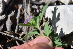 Glandularia tumidula