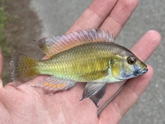 Astatotilapia calliptera