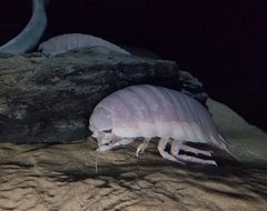 Bathynomus giganteus