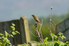 Acrocephalus schoenobaenus