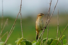 Acrocephalus schoenobaenus