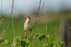 Acrocephalus schoenobaenus