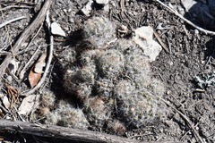 Mammillaria prolifera
