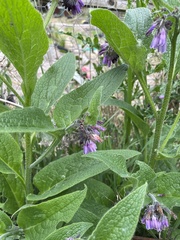 Symphytum officinale