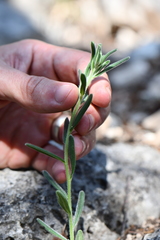 Lithospermum mirabile