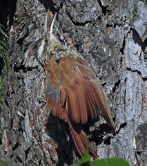 Lepidocolaptes angustirostris