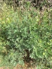 Artemisia vulgaris