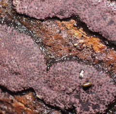 Hypoxylon rubiginosum