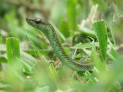 Mastigodryas danieli