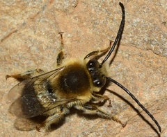 Eucera