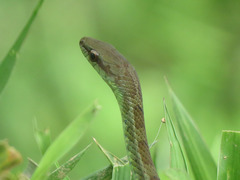 Mastigodryas danieli