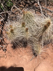 Opuntia trichophora
