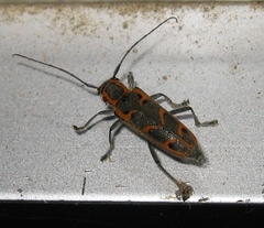 Saperda tridentata