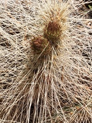 Opuntia trichophora
