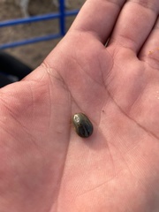 Rhipicephalus microplus