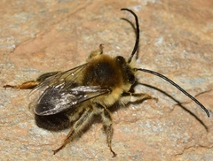 Eucera