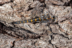 Williamsonia lintneri