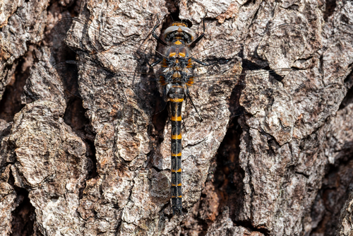Ringed Boghaunter photographed in Michigan