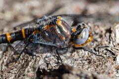 Williamsonia lintneri