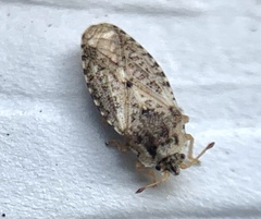 Parapiesma cinereum