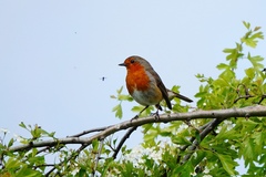 Erithacus rubecula