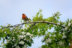 Erithacus rubecula