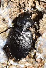 Licinus punctatulus granulatus