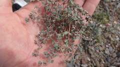 Euphorbia cinerascens