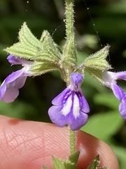 Salvia urticifolia
