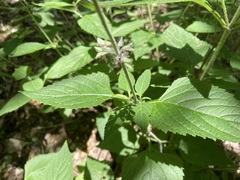 Salvia urticifolia