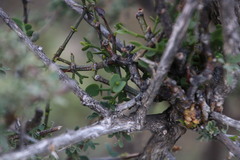 Viscum ovalifolium
