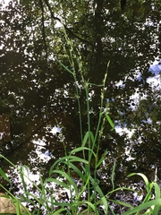 Glyceria fluitans