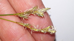 Carex brizoides