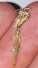 Carex brizoides