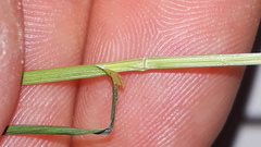 Carex brizoides