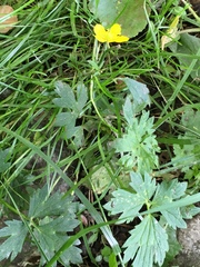 Ranunculus repens