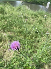 Cirsium engelmannii