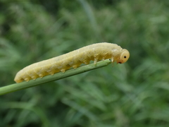 Symphyta
