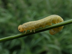 Symphyta