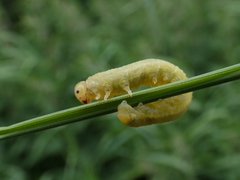 Symphyta