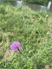 Cirsium engelmannii
