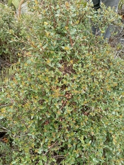 Polylepis quadrijuga